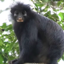 Daniel Rosengren/Sociedade Zoológica de Frankfurt