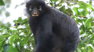 Daniel Rosengren/Sociedade Zoológica de Frankfurt