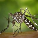 O vírus Chikungunya, o CHIKV, é transmitido pelos mosquitos Aedes aegypti - EBC / Agência Brasil