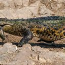 Crocodilos-do-Nilo - Jean Hirons / Inaturalist