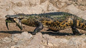 Crocodilos-do-Nilo - Jean Hirons / Inaturalist