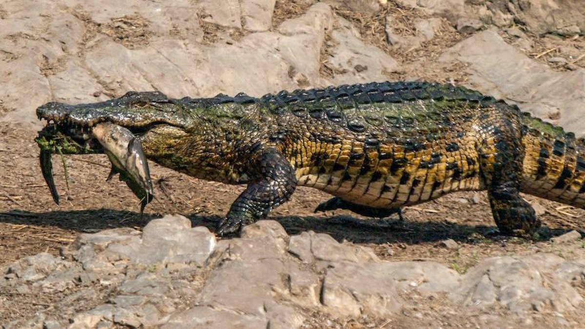 Israel avança com fosso de crocodilos em prisão de palestinos