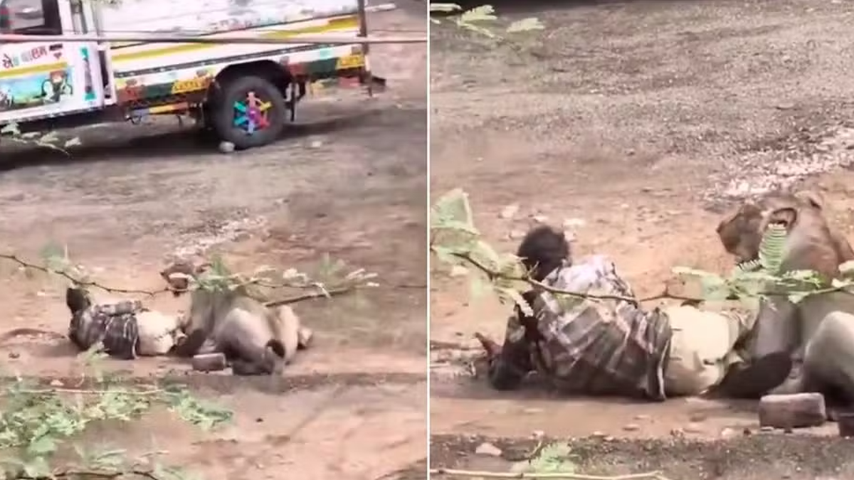 Leoa mantém homem dominado por 30 minutos após ataque na Índia