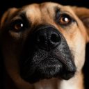 Imagem Zoonoses: cuidar do seu pet também é cuidar da saúde da sua família