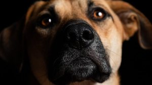 Imagem Zoonoses: cuidar do seu pet também é cuidar da saúde da sua família