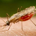 Estudo foi publicado na revista científica Nature - Foto: Portal Biologia/divulgação