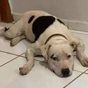 Imagem Fogos durante jogo do Brasil provocam a morte de cão da raça pitbull em Maceió, diz tutor