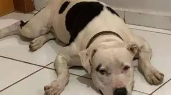 Imagem Fogos durante jogo do Brasil provocam a morte de cão da raça pitbull em Maceió, diz tutor