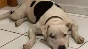 Imagem Fogos durante jogo do Brasil provocam a morte de cão da raça pitbull em Maceió, diz tutor