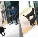 PM matou o cão para se proteger, concluiu a investigação da Polícia Civil - Reprodução / RPCTV
