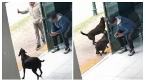 PM matou o cão para se proteger, concluiu a investigação da Polícia Civil - Reprodução / RPCTV