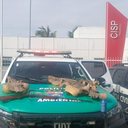 Agência Alagoas