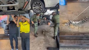 Cobra é encontrada dentro do motor de carro durante reparo em oficina de Maceió - Foto: Reprodução