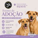 Imagem Abrigo São Cão realiza feira de adoção neste sábado (01)