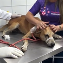 Cachorro foi vítima de maus-tratos em União dos Palmares - Reprodução