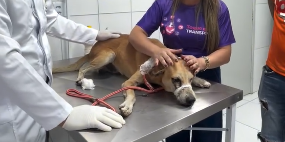 Cachorro é atingido por tiro no olho e precisa passar por cirurgia em Alagoas