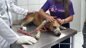 Cachorro foi vítima de maus-tratos em União dos Palmares - Reprodução