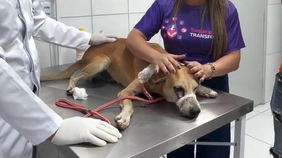 Cachorro é atingido por tiro no olho e precisa passar por cirurgia em Alagoas