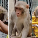 Registro de primata concentrado em smartphone viraliza e acende alerta de especialistas sobre os impactos do uso de tecnologia no comportamento animal. - Foto: Reprodução