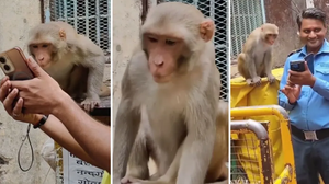 Registro de primata concentrado em smartphone viraliza e acende alerta de especialistas sobre os impactos do uso de tecnologia no comportamento animal. - Foto: Reprodução