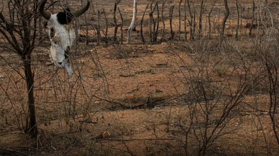 Defesa Civil Nacional reconhece emergência em Canapi, no interior de Alagoas - Foto: ASA / Divulgação