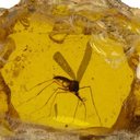 Fóssil de mosquito usado em 'Jurassic Park' é vendido por R$ 2,1 milhões durante leilão - Divulgação / Propstore