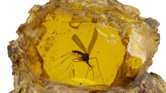 Fóssil de mosquito usado em 'Jurassic Park' é vendido por R$ 2,1 milhões durante leilão - Divulgação / Propstore