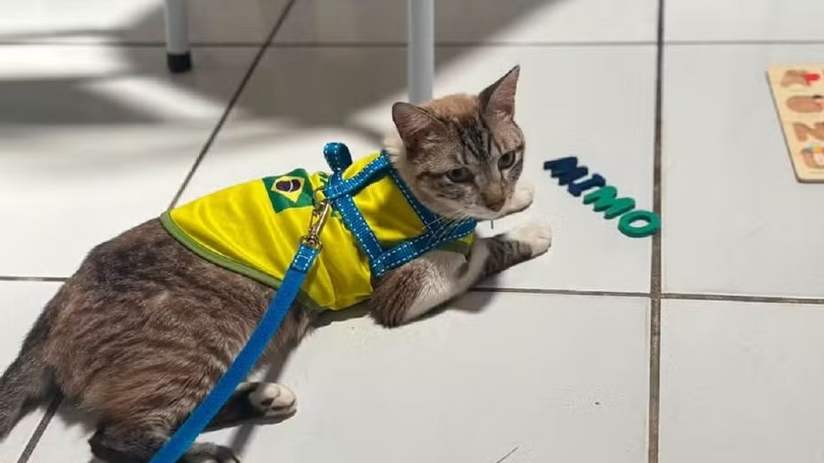 Gato desaparecido em Alagoas é encontrado a 600 km de distância por causa de DDD na coleira
