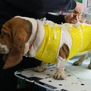 Imagem Castrar é um ato de amor: saiba como a cirurgia pode proteger a saúde de cães e gatos