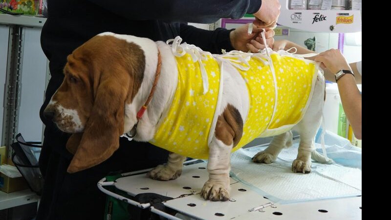 Imagem Castrar é um ato de amor: saiba como a cirurgia pode proteger a saúde de cães e gatos