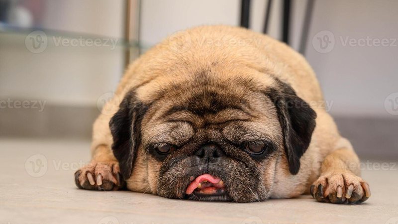 Excesso de fofura pode esconder um problema sério: obesidade também afeta cães e gatos