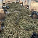 PF deflagra operação contra cultivo ilícito de maconha em Alagoas, Bahia e Sergipe - Divulgação / PF