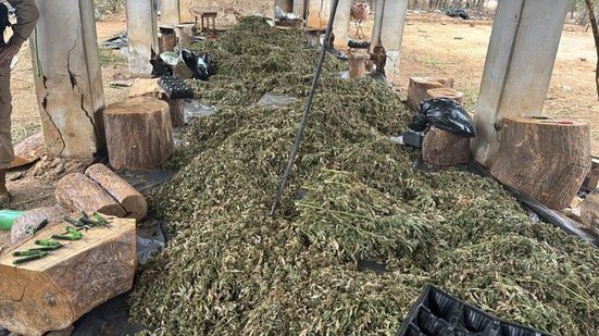 PF deflagra operação contra cultivo ilícito de maconha em Alagoas, Bahia e Sergipe - Divulgação / PF