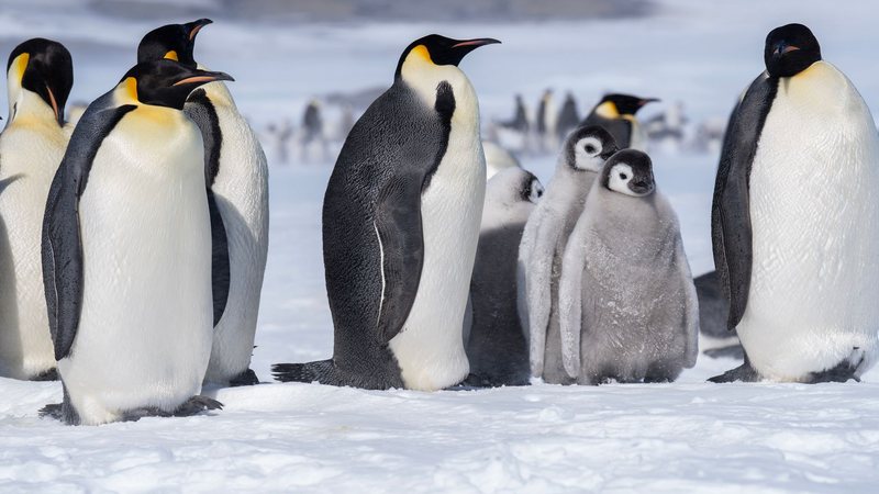 Maior espécie de pinguim já tem data para desaparecer; entenda
