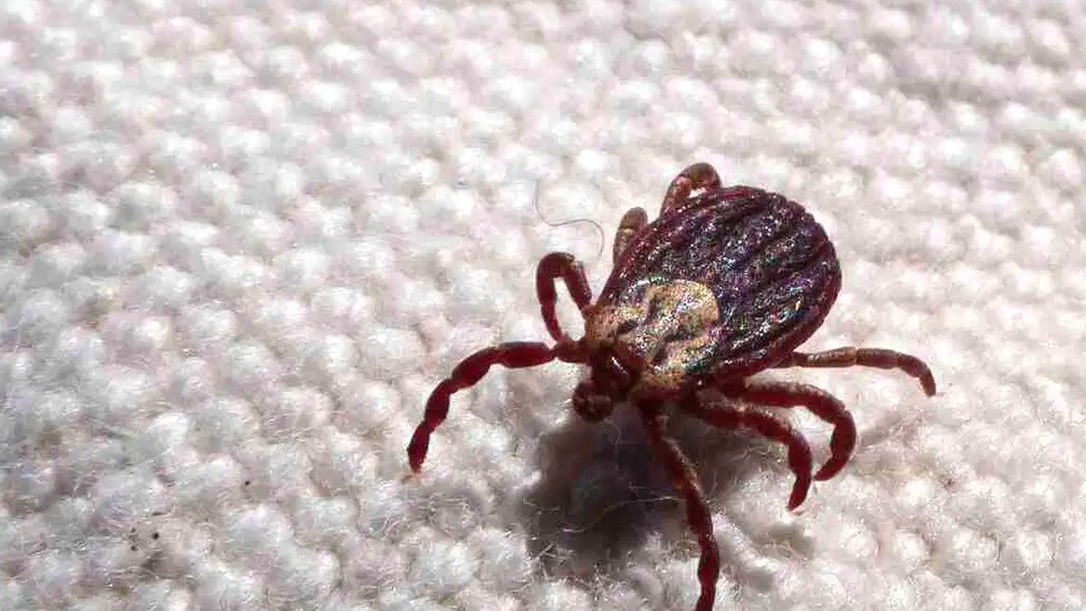 Febre maculosa já matou 18 pessoas em SP\u003B estado teve 19 casos neste ano