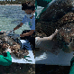 Tartaruga é encontrada presa em estrutura de pesca em Ipioca