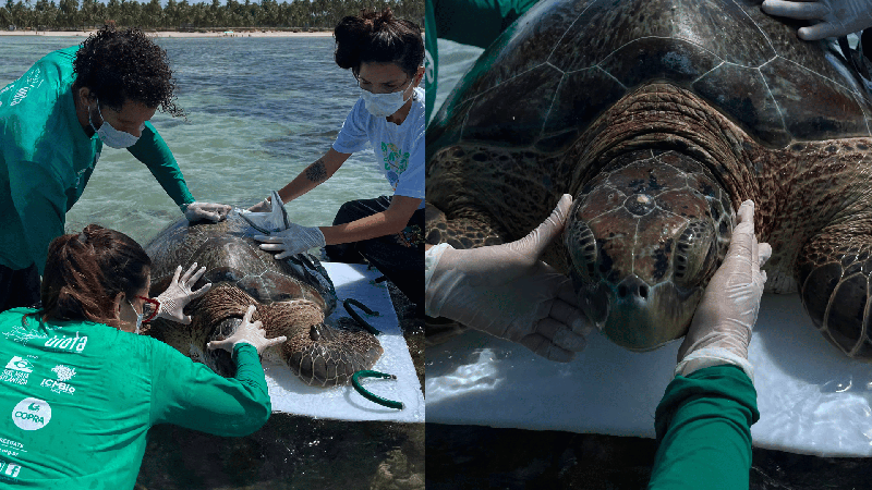 Vídeo: tartaruga de 1,2 metro é encontrada presa em estrutura de pesca em Maceió
