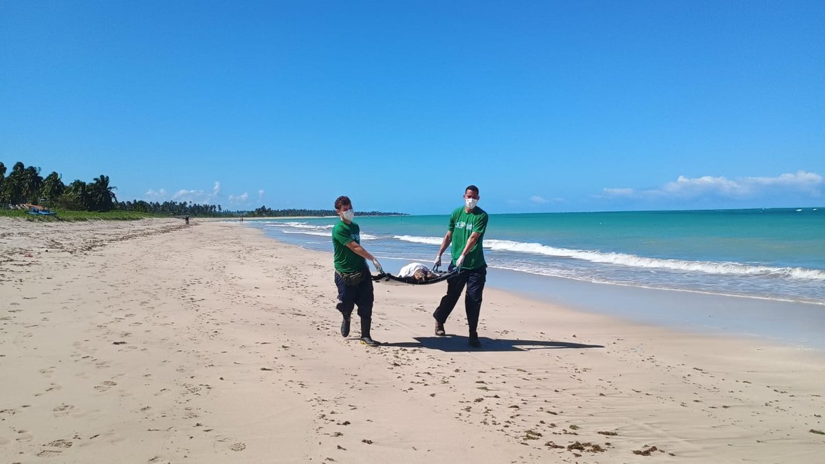 Tartaruga\u002Dmarinha é resgatada na Praia de Ipioca, em Maceió