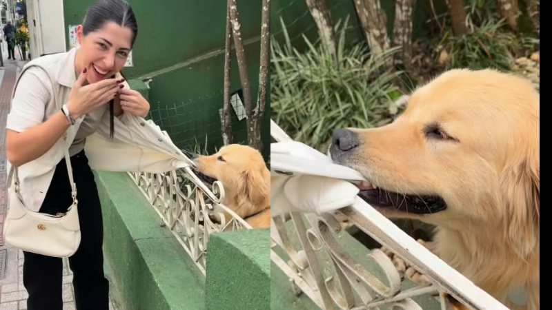 Cão “sequestra” noiva a caminho do cartório e se recusa a soltar a roupa dela; veja vídeo