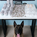 Cadela K9 Beretta indicou a presença de possíveis entorpecentes em diferentes pontos do terreno - Foto: Divulgação/PM