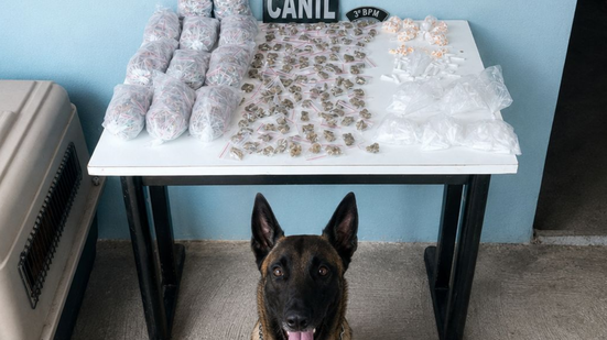Cadela K9 Beretta indicou a presença de possíveis entorpecentes em diferentes pontos do terreno - Foto: Divulgação/PM