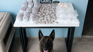 Cadela K9 Beretta indicou a presença de possíveis entorpecentes em diferentes pontos do terreno - Foto: Divulgação/PM