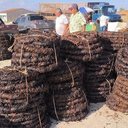 Produção do fumo quase triplicou em Alagoas - Reprodução/Youtube