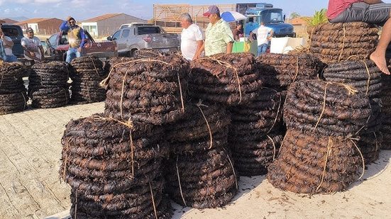 Produção do fumo quase triplicou em Alagoas - Reprodução/Youtube