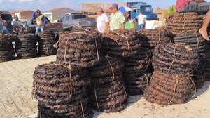 Produção do fumo quase triplicou em Alagoas - Reprodução/Youtube