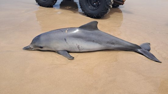 Golfinho é encontrado morto com ferimento no bico na Praia do Francês