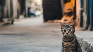 Imagem Como proteger o pet da esporotricose? Veja cuidados para evitar a doença
