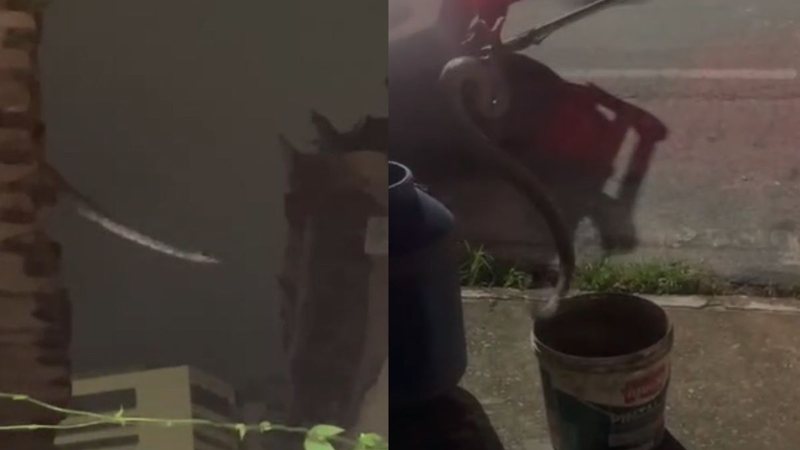 Vídeo mostra jiboia passando sobre telhados de residências em Cruz das Almas