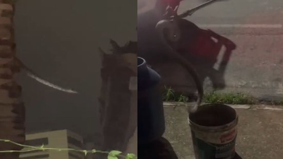Vídeo mostra jiboia passando sobre telhados de residências em Cruz das Almas