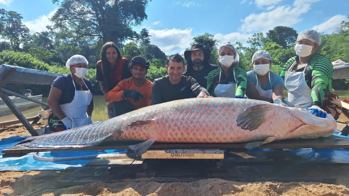 Pirarucu gigante de 137 kg é capturado em reserva de Rondônia\u003B veja vídeo